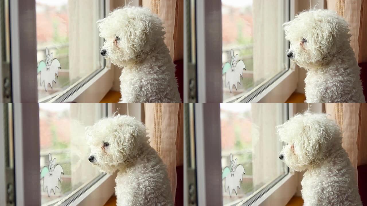 狗向窗外看的特写镜头-