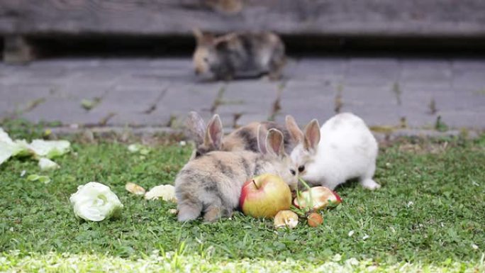 非常可爱的兔子宝宝吃沙拉和苹果