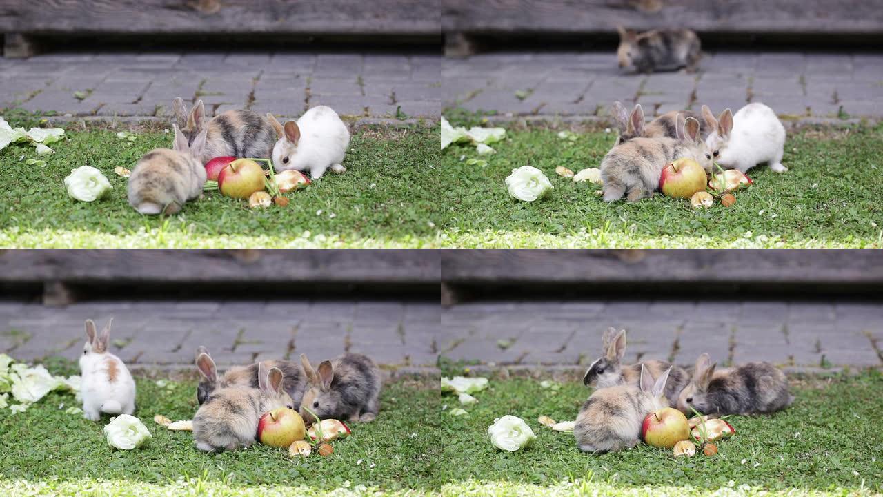 非常可爱的兔子宝宝吃沙拉和苹果