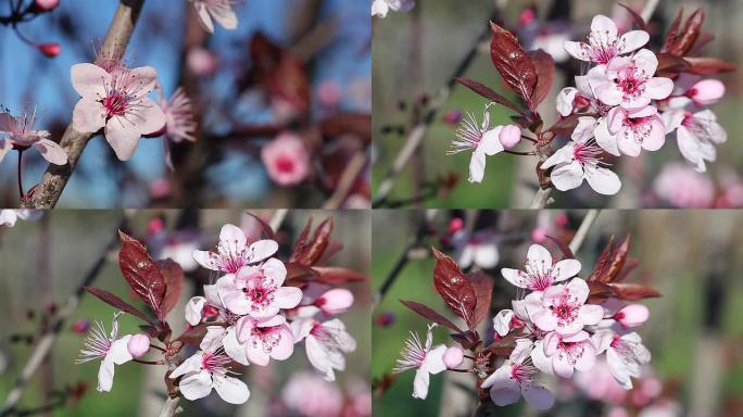 樱花在风中绽放