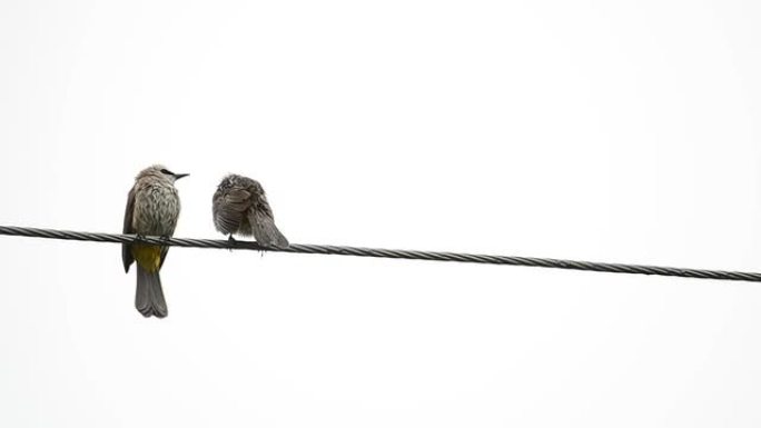 两只鸟湿在电线上