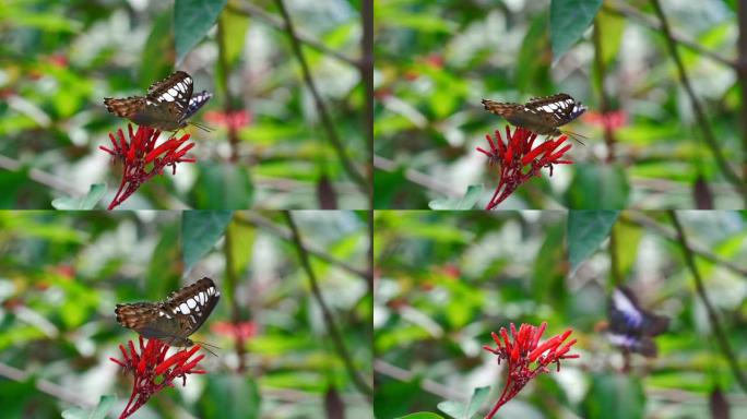 慢动作中的蝴蝶和红花