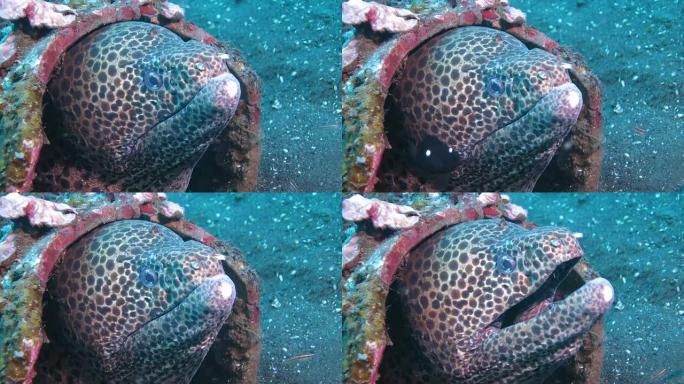 黑斑海鳗的特写黑斑海鳗