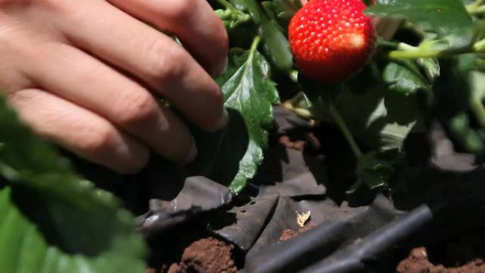 草莓收割细节在草莓
