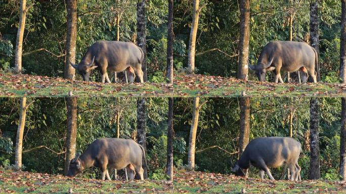 水牛吃院子里的食物