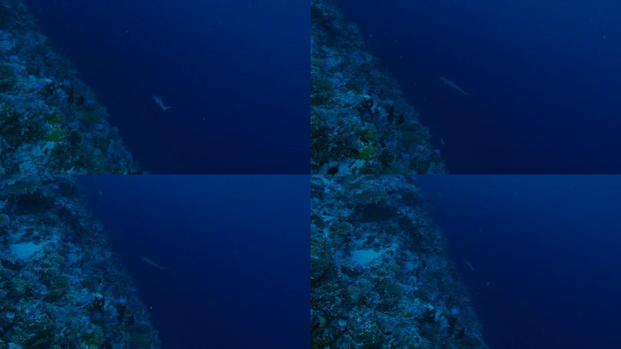 珊瑚礁鲨鱼巡游海底珊瑚