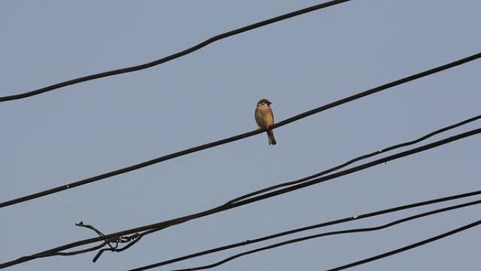 站在电缆上的鸟