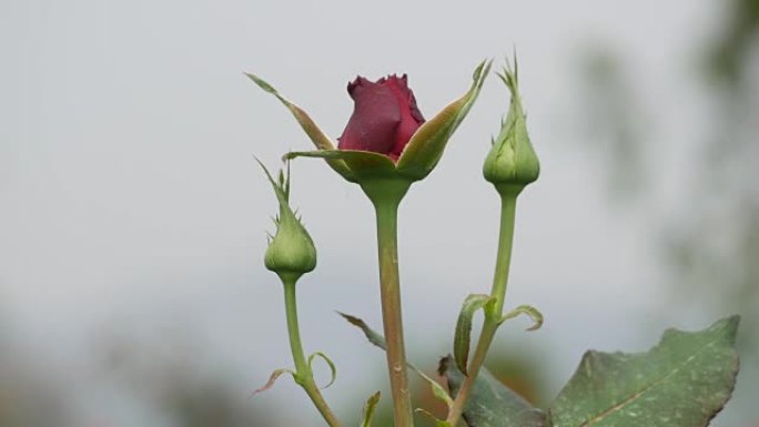 蒂亚兰的玫瑰农场