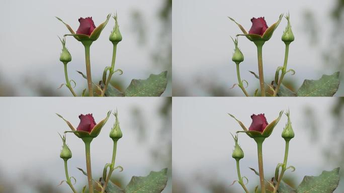 蒂亚兰的玫瑰农场