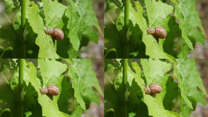 藤叶上的蜗牛：藤叶上的蜗牛