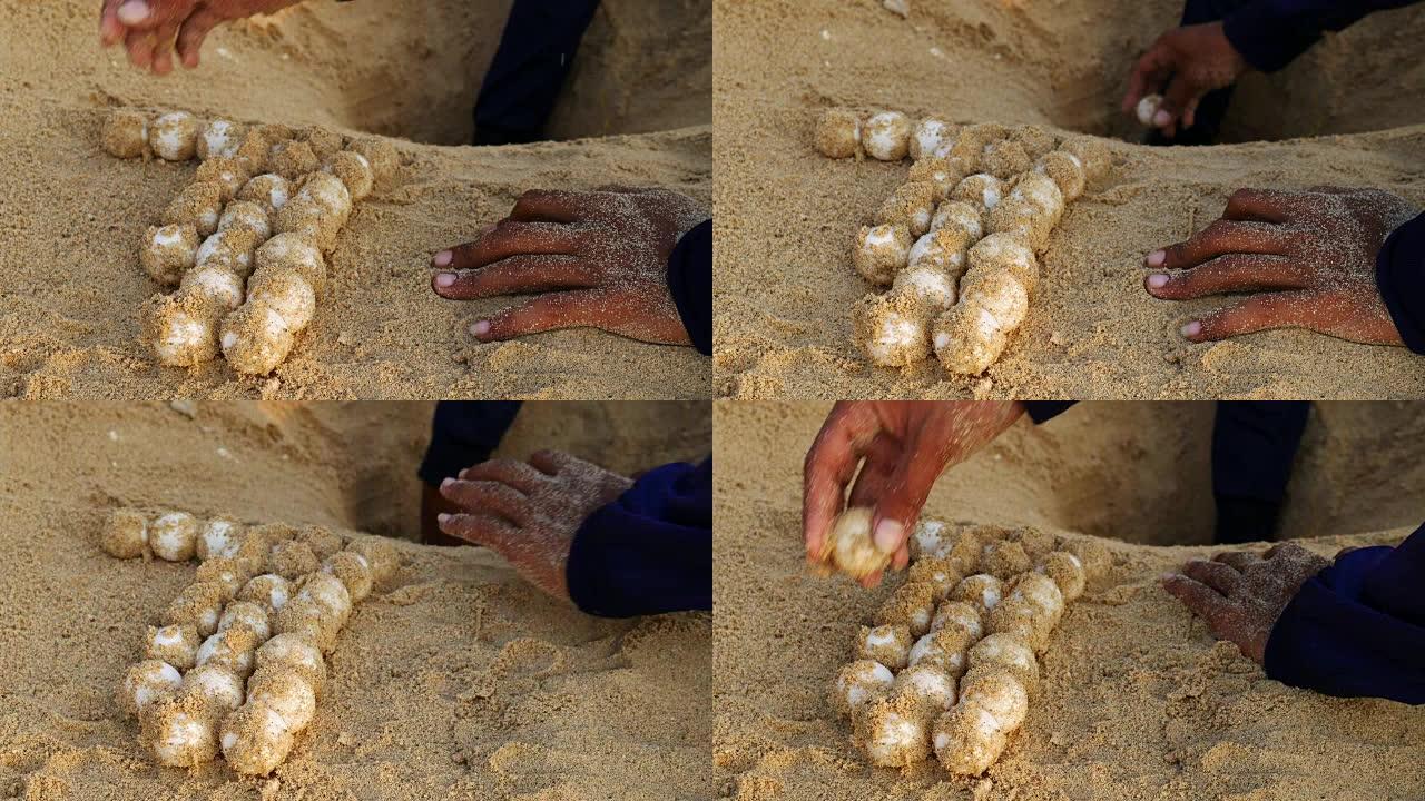 沙中新生动物的海龟卵