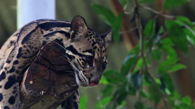 云豹豹猫警惕猛兽