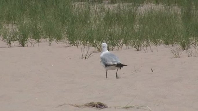 海鸥抓苍蝇2-高清1080/60i