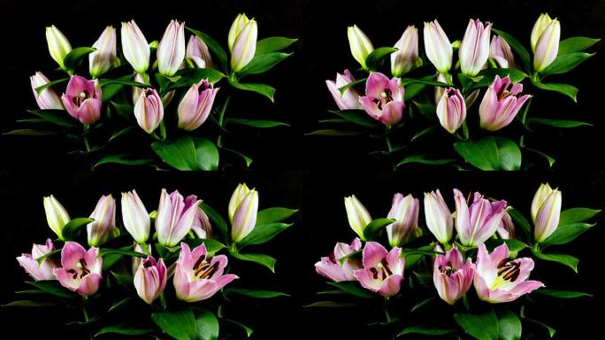 百合花绽放时间流逝