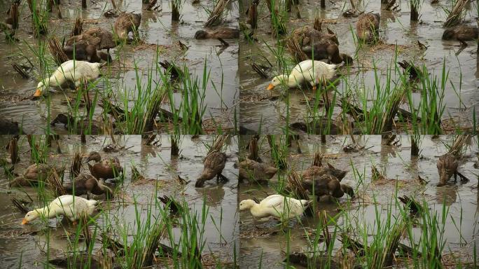 稻田里的鸭子喂食放养鸭子稻田鸭稻鸭