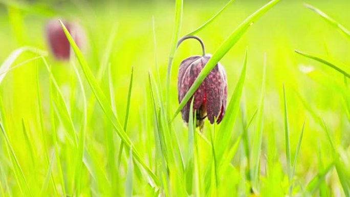 Snake's Head Flower (贝母)