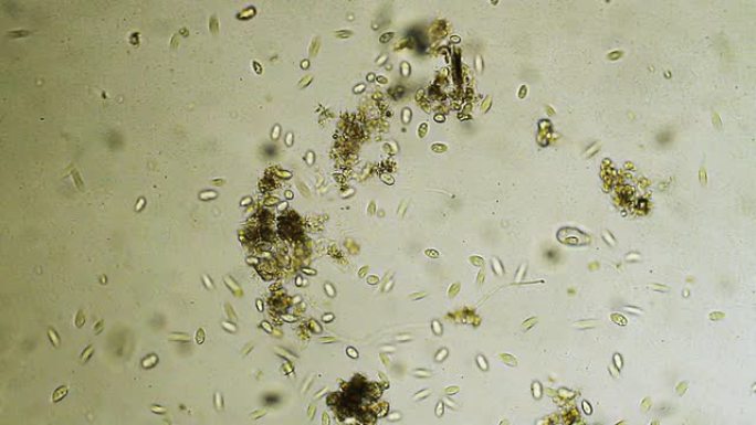 微生物微生物