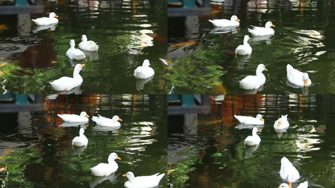 白鸭游泳