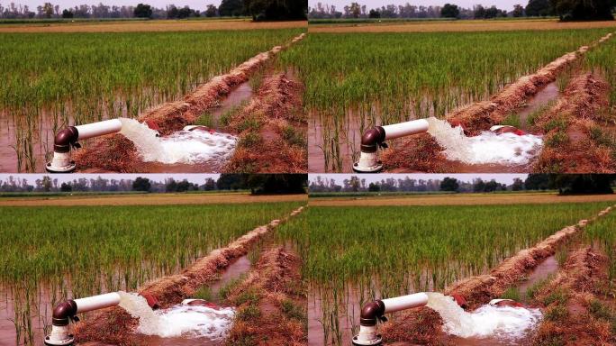 稻田通过管井灌溉土地资源农田耕地田地水资