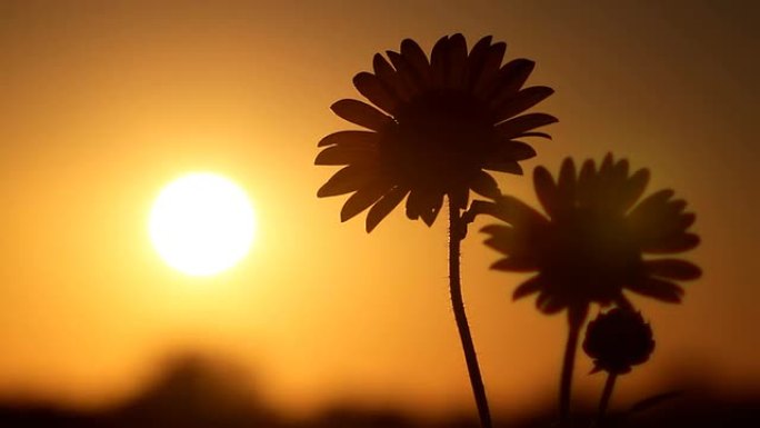 日落时的堪萨斯向日葵