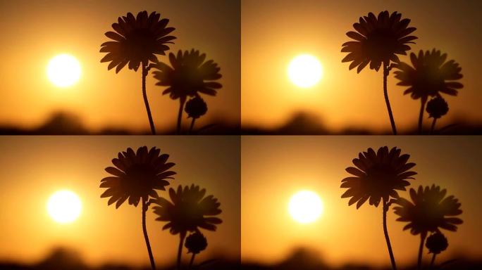 日落时的堪萨斯向日葵