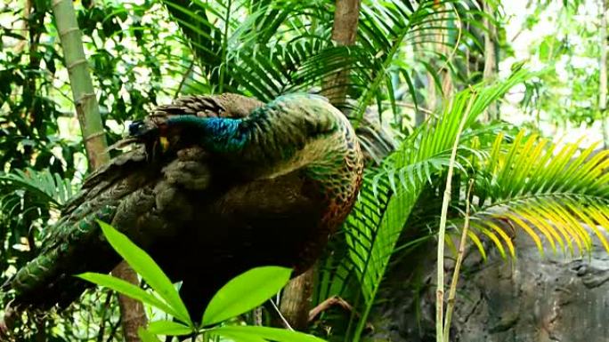 孔雀孔雀开屏蓝孔雀保护多样野生动物生物