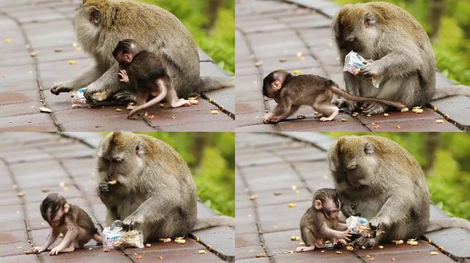 猕猴与他的吃和平慢动作