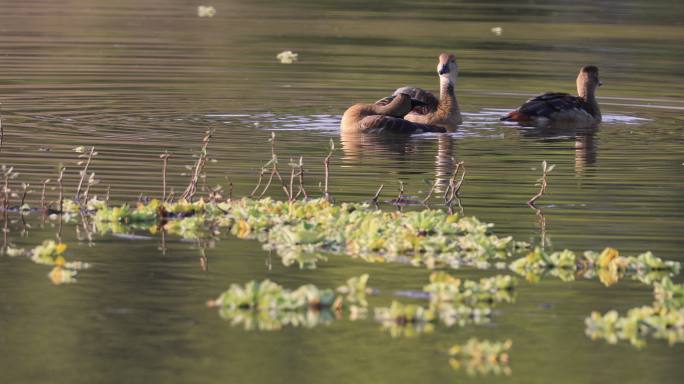 栗树鸭在碧水中戏耍
