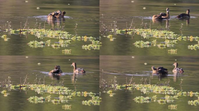 栗树鸭在碧水中戏耍