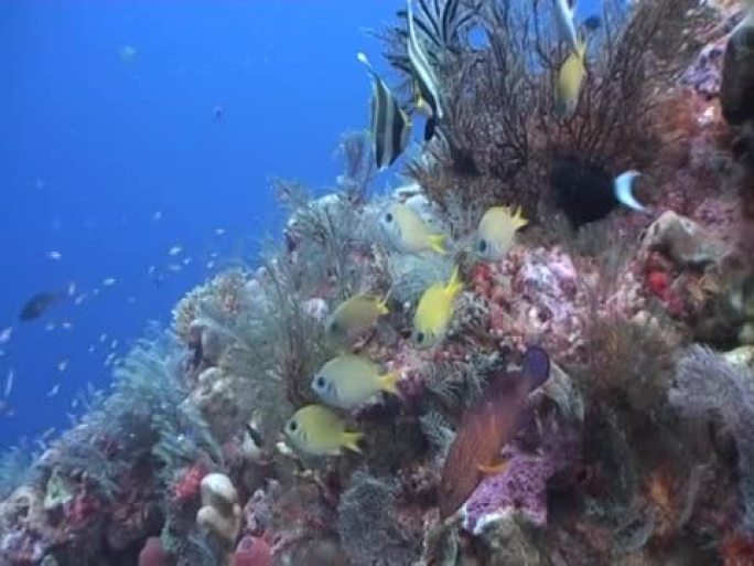 色彩缤纷的珊瑚礁景象，充满生机1