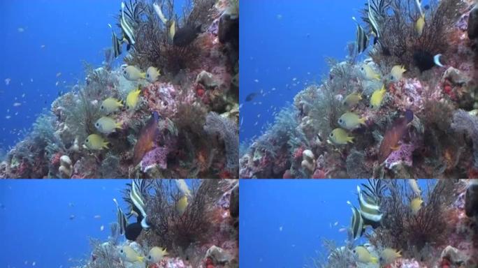 色彩缤纷的珊瑚礁景象，充满生机1