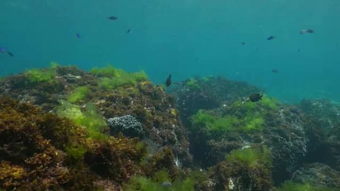 海草在海底摇滚,台湾 (4K)