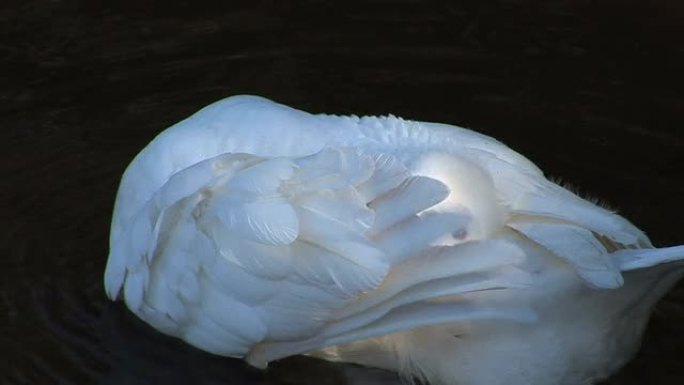 白鹅美容羽毛洁白天鹅