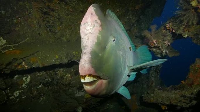 印尼巴厘岛海底Bumphead鹦嘴鱼特写镜头 (4K)