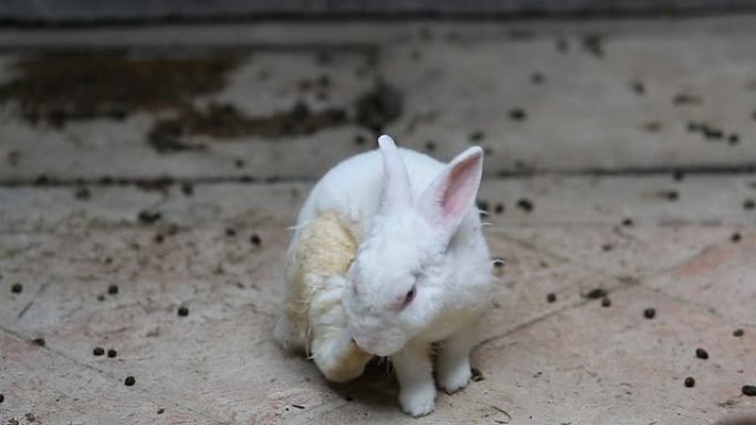 坐着的白兔养殖兔