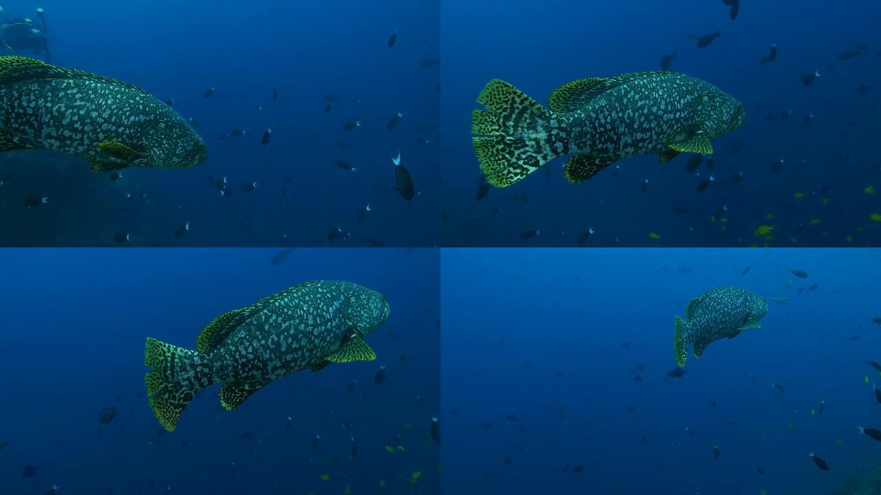 巨型石斑鱼正在接近卡马拉