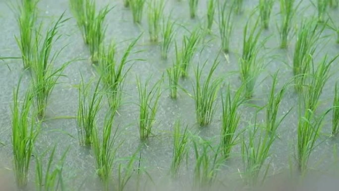 下雨的新鲜绿色稻田