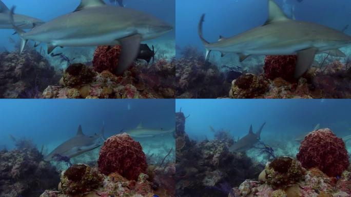 鲨鱼海底世界