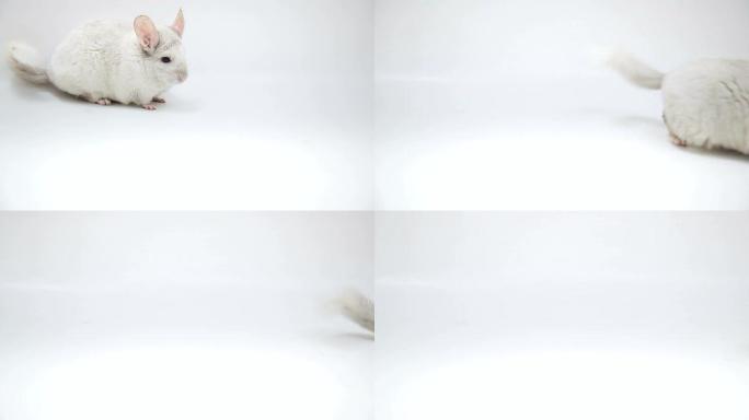 跳跃的白龙猫白龙猫
