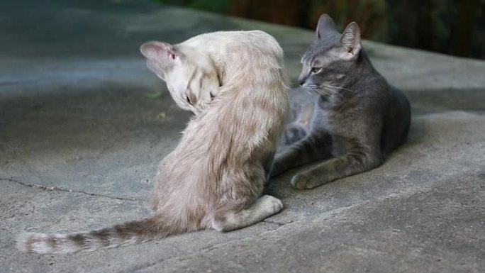 猫在休息两只幼崽悠闲自得清理皮毛