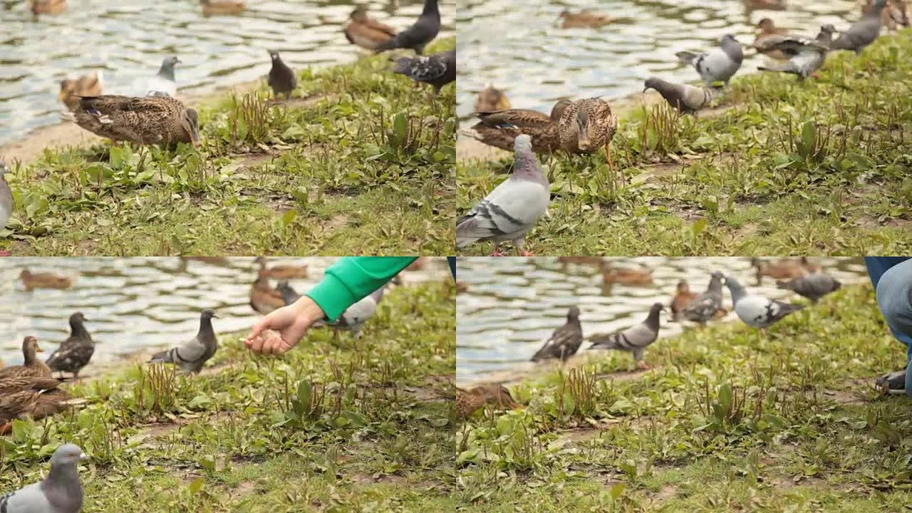 中等镜头的人在湖边喂鸟