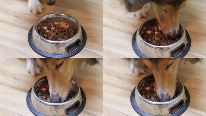 狗吃狗粮宠物食品狗吃食