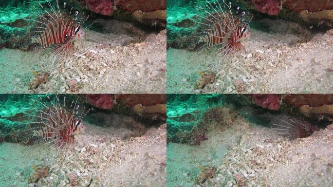 狮子鱼躲在洞里海底海床碎石块筑巢挖坑