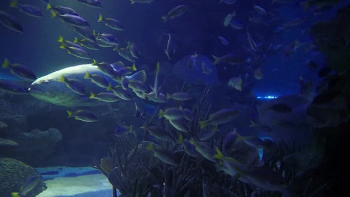 水下生活：石斑鱼、拿破仑鱼和黄尾鱼