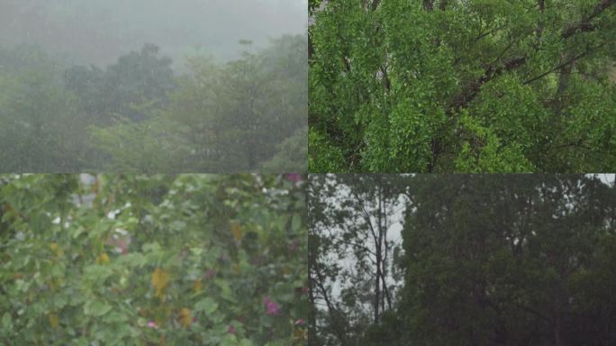 森林中的大雨