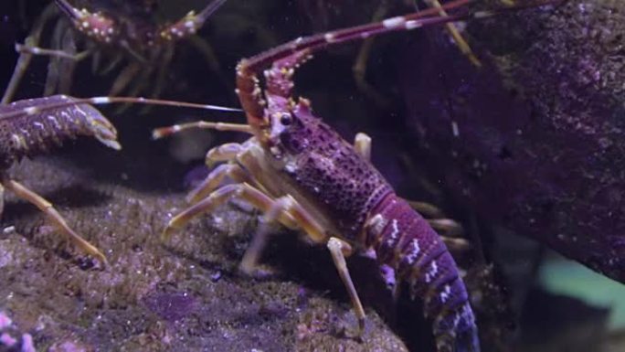 水族馆热带鱼群海洋大海野生动物