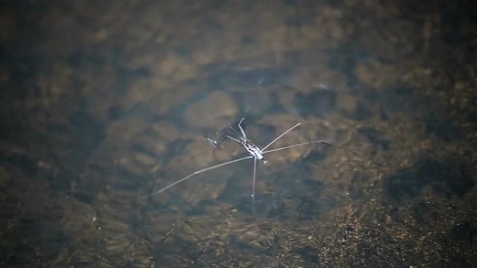 涉水者涉水者河流