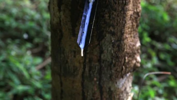 高清起重机拍摄: 橡胶从橡胶树上滴落