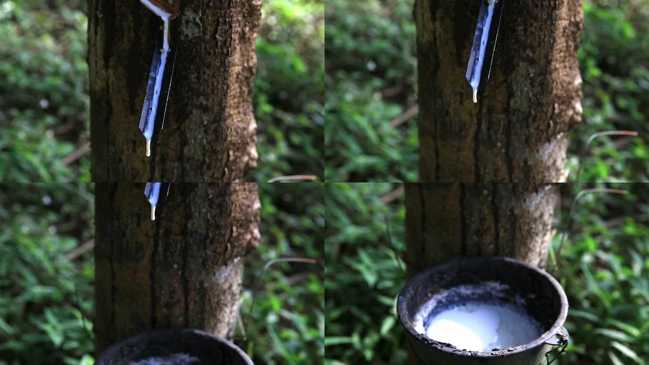高清起重机拍摄: 橡胶从橡胶树上滴落