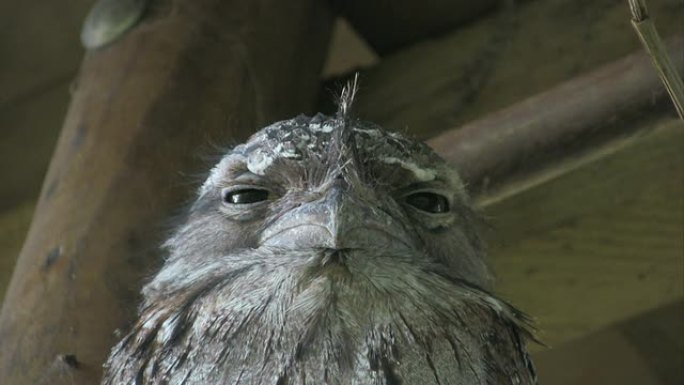 澳大利亚Tawny Frogmouth Podargus strigoides或猫头鹰